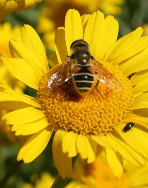 Fotografia 5 da espécie Chrysanthemum segetum no Jardim Botânico UTAD