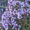 Fotografia 3 da espécie Thymus caespititius do Jardim Botânico UTAD