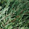 Fotografia 2 da espécie Juniperus squamata do Jardim Botânico UTAD