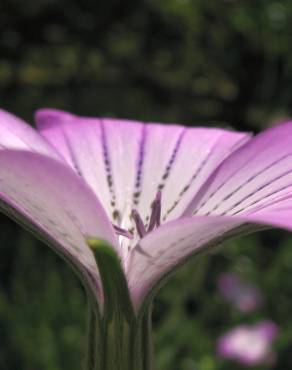 Fotografia 10 da espécie Agrostemma githago no Jardim Botânico UTAD