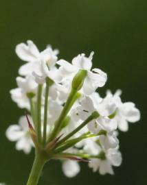 Fotografia da espécie Conopodium majus subesp. marizianum