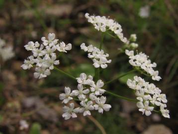 Fotografia da espécie Conopodium majus subesp. marizianum