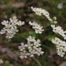 Fotografia 1 da espécie Conopodium majus subesp. marizianum do Jardim Botânico UTAD
