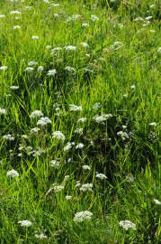 Fotografia da espécie Conopodium majus subesp. marizianum