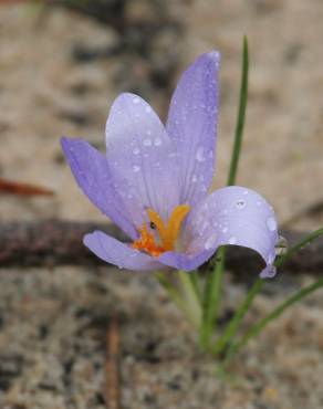 Fotografia 6 da espécie Crocus serotinus subesp. serotinus no Jardim Botânico UTAD