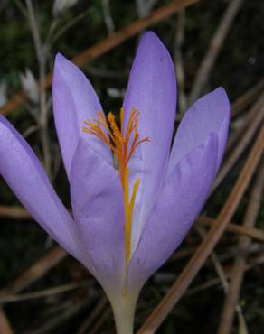 Fotografia 7 da espécie Crocus serotinus subesp. serotinus no Jardim Botânico UTAD