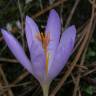 Fotografia 7 da espécie Crocus serotinus subesp. serotinus do Jardim Botânico UTAD