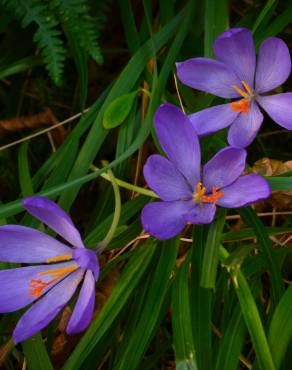 Fotografia 8 da espécie Crocus serotinus subesp. serotinus no Jardim Botânico UTAD