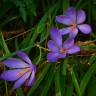 Fotografia 8 da espécie Crocus serotinus subesp. serotinus do Jardim Botânico UTAD