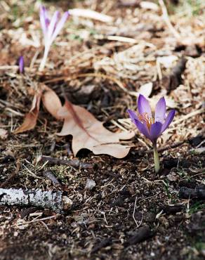 Fotografia 10 da espécie Crocus serotinus subesp. serotinus no Jardim Botânico UTAD