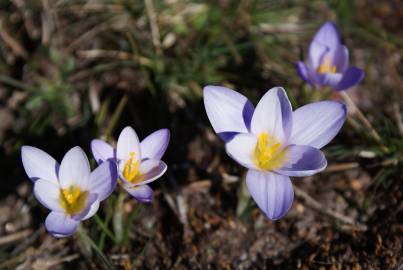 Fotografia da espécie Crocus carpetanus