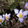 Fotografia 1 da espécie Crocus carpetanus do Jardim Botânico UTAD