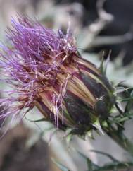 Cynara humilis