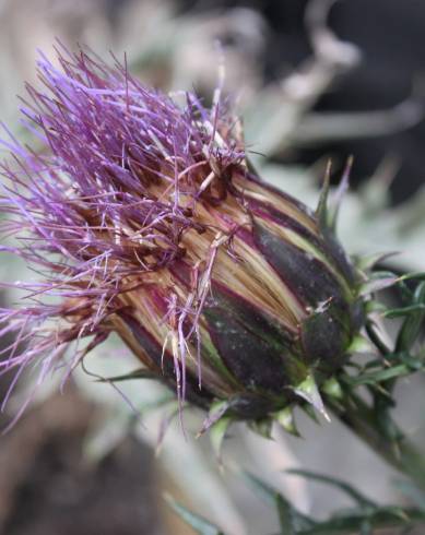 Fotografia de capa Cynara humilis - do Jardim Botânico