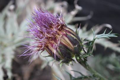 Fotografia da espécie Cynara humilis