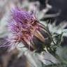 Fotografia 1 da espécie Cynara humilis do Jardim Botânico UTAD