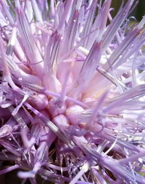 Fotografia 5 da espécie Cynara humilis no Jardim Botânico UTAD