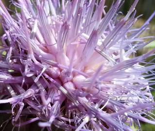 Fotografia da espécie Cynara humilis