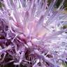 Fotografia 5 da espécie Cynara humilis do Jardim Botânico UTAD