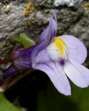 Fotografia da espécie Cymbalaria muralis