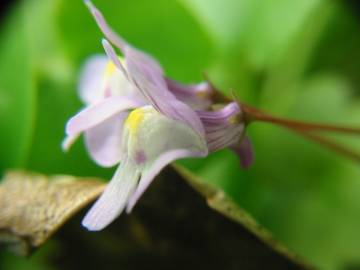 Fotografia da espécie Cymbalaria muralis subesp. muralis