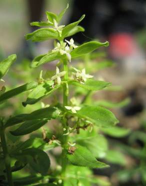 Fotografia 3 da espécie Cruciata glabra subesp. hirticaulis no Jardim Botânico UTAD