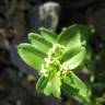 Fotografia 5 da espécie Cruciata glabra subesp. hirticaulis do Jardim Botânico UTAD