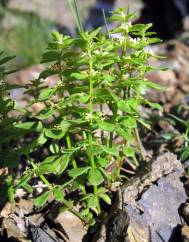 Cruciata glabra subesp. hirticaulis