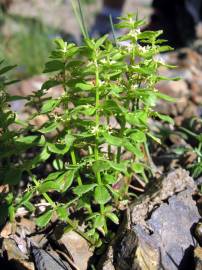 Fotografia da espécie Cruciata glabra subesp. hirticaulis