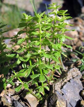 Fotografia 1 da espécie Cruciata glabra subesp. hirticaulis no Jardim Botânico UTAD