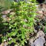 Fotografia 1 da espécie Cruciata glabra subesp. hirticaulis do Jardim Botânico UTAD