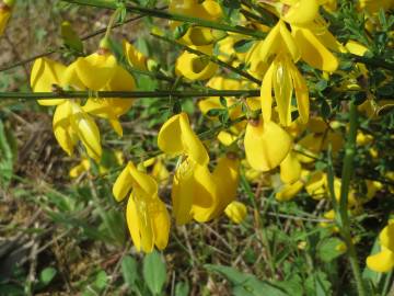 Fotografia da espécie Cytisus scoparius subesp. scoparius