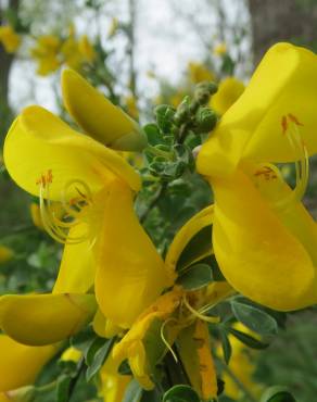 Fotografia 7 da espécie Cytisus scoparius subesp. scoparius no Jardim Botânico UTAD