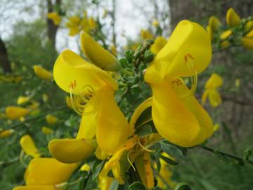 Fotografia da espécie Cytisus scoparius subesp. scoparius