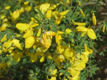 Fotografia da espécie Cytisus scoparius subesp. scoparius