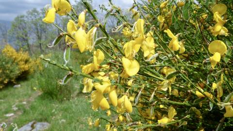 Fotografia da espécie Cytisus scoparius subesp. scoparius