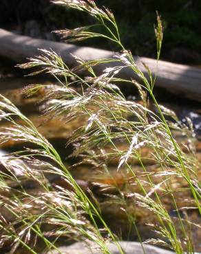 Fotografia 3 da espécie Deschampsia cespitosa subesp. cespitosa no Jardim Botânico UTAD