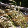 Fotografia 3 da espécie Deschampsia cespitosa subesp. cespitosa do Jardim Botânico UTAD