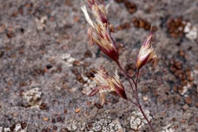 Fotografia da espécie Deschampsia cespitosa subesp. cespitosa