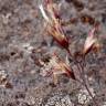 Fotografia 4 da espécie Deschampsia cespitosa subesp. cespitosa do Jardim Botânico UTAD