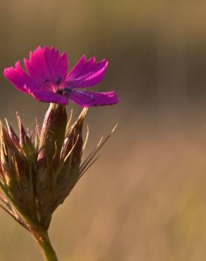 Fotografia 3 da espécie Dianthus armeria subesp. armeria no Jardim Botânico UTAD