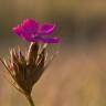 Fotografia 3 da espécie Dianthus armeria subesp. armeria do Jardim Botânico UTAD