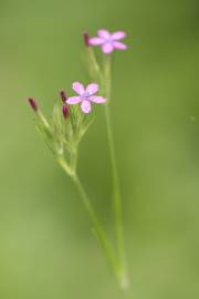 Fotografia da espécie Dianthus armeria subesp. armeria