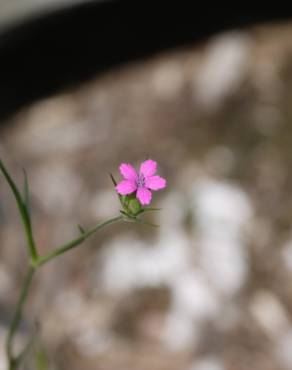 Fotografia 5 da espécie Dianthus armeria subesp. armeria no Jardim Botânico UTAD