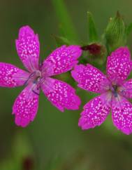 Dianthus armeria subesp. armeria