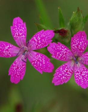 Fotografia 1 da espécie Dianthus armeria subesp. armeria no Jardim Botânico UTAD