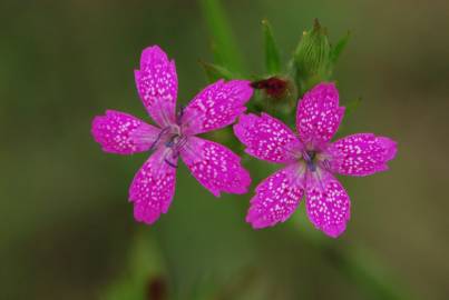 Fotografia da espécie Dianthus armeria subesp. armeria