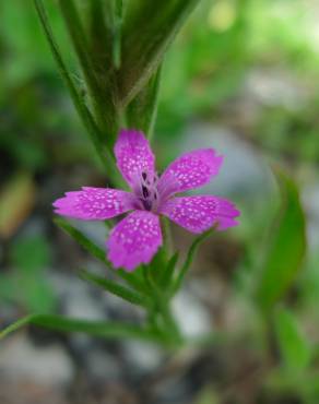 Fotografia 6 da espécie Dianthus armeria subesp. armeria no Jardim Botânico UTAD