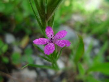 Fotografia da espécie Dianthus armeria subesp. armeria