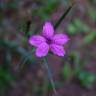 Fotografia 7 da espécie Dianthus armeria subesp. armeria do Jardim Botânico UTAD